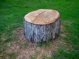 Best Tree Preservation Services  in Ballard, UT