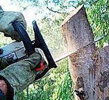 Best Arborist Consultation Services  in Ballard, UT