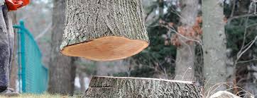 How Our Tree Care Process Works  in  Ballard, UT