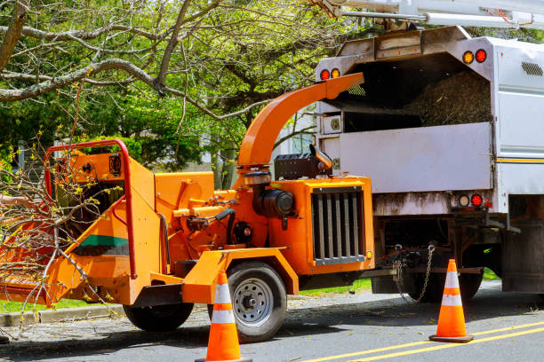Best Leaf Removal  in Ballard, UT