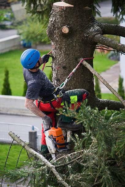 Best Lawn Renovation and Restoration  in Ballard, UT