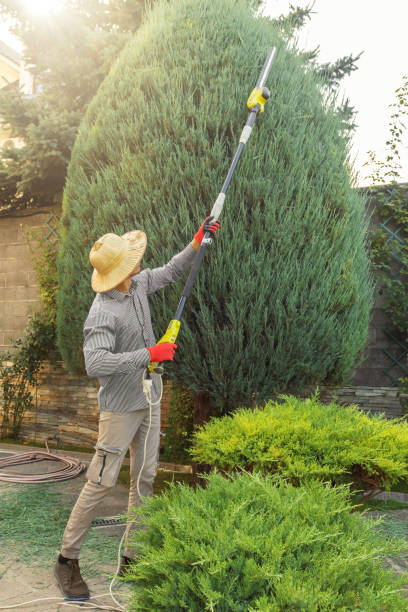 Lawn Renovation and Restoration in Ballard, UT